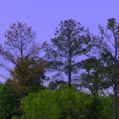 天天彩票app安卓版